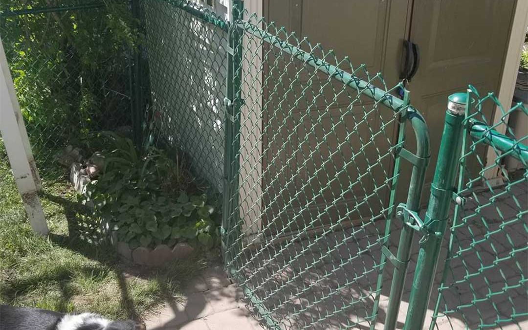 chain link fence with gate to keep dog in